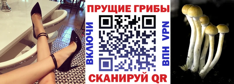 Купить где  Сим  Галлюциногенные грибы мицелий 